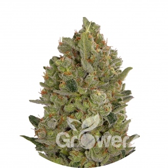 Cheese Fem.